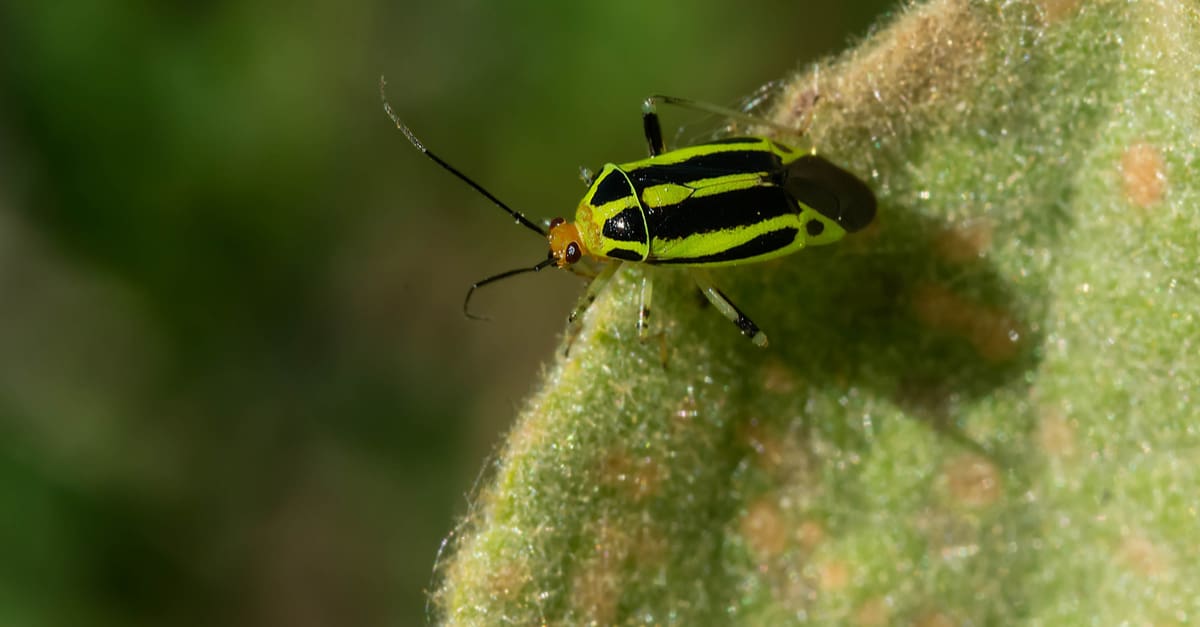fourlined_plant_bug_02 Poecilocapsus lineatus