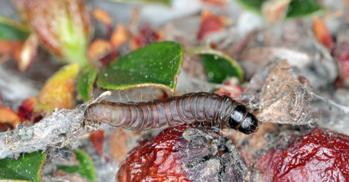 leafroller_caterpillars_01 Tortricid
