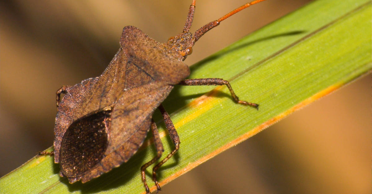 squash_bug_02 Anasa tristis