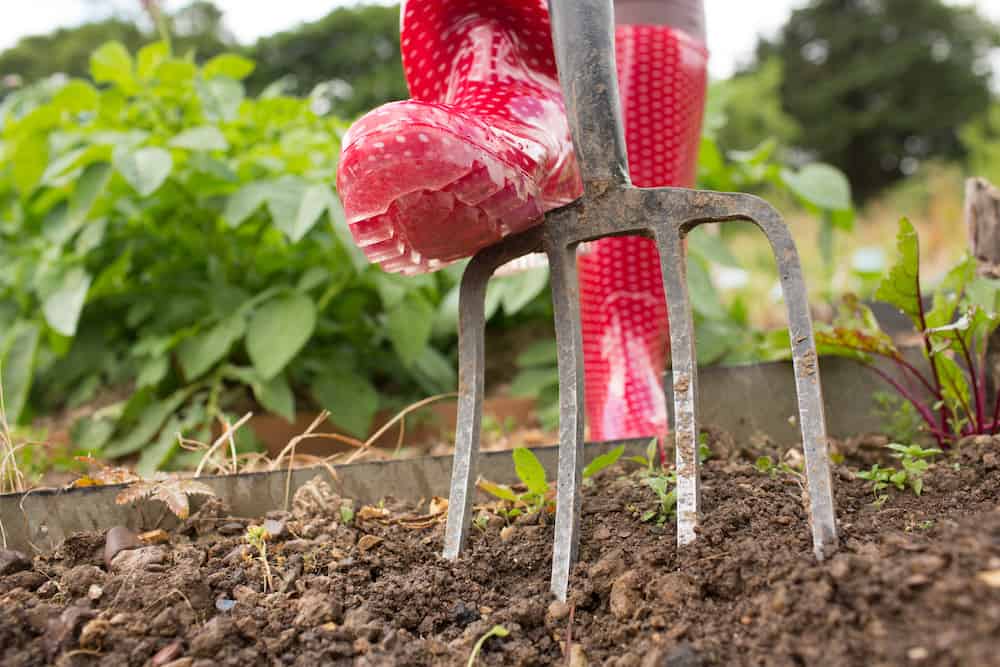 Woman wearing red rubber boots working in the garden with a pitch fork tips on how deep do i need to till my garden