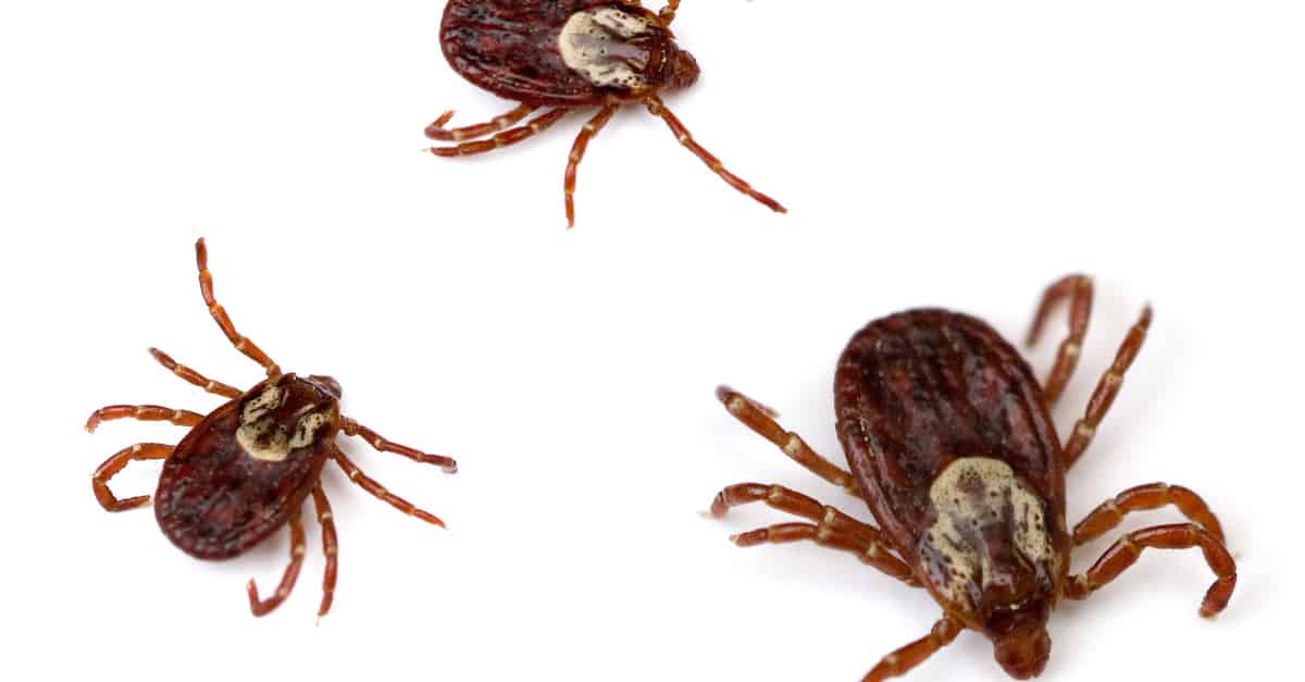 yellow_dog_tick_02 Haemaphysalis leachi