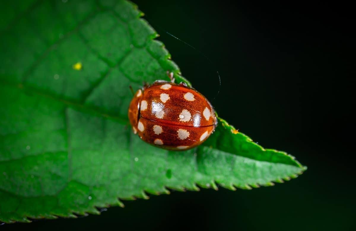 Common Garden Bugs Found In Your Yard