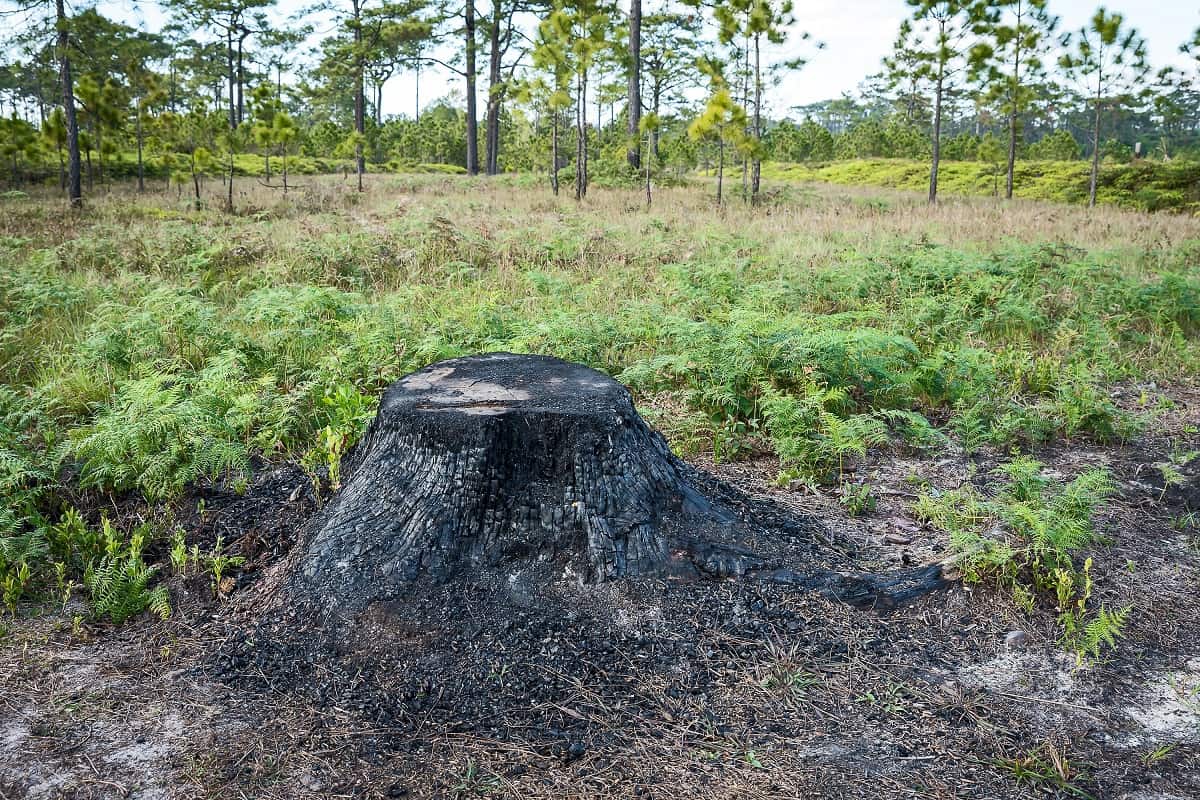 How To Burn Out A Stump With Charcoal