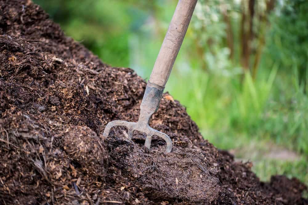 old pitchfork stuck in a pile of manure to fertilize the soil in the garden. Closeup learn is horse manure good for gardens