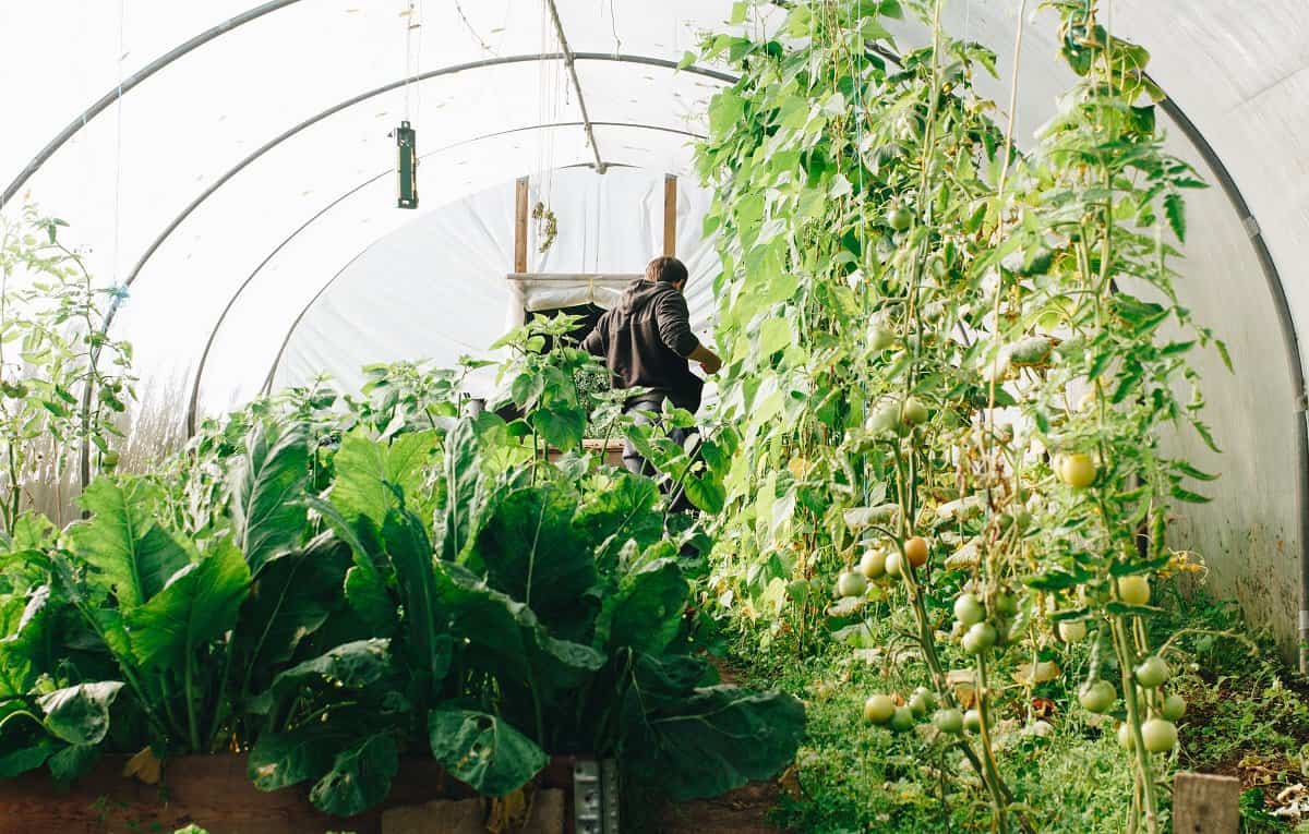 What Percentage Shade Cloth For Vegetable Garden