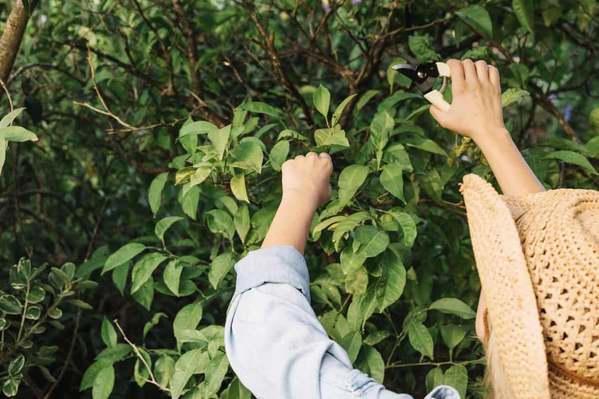 When Is The Best Time To Prune A Fig Tree