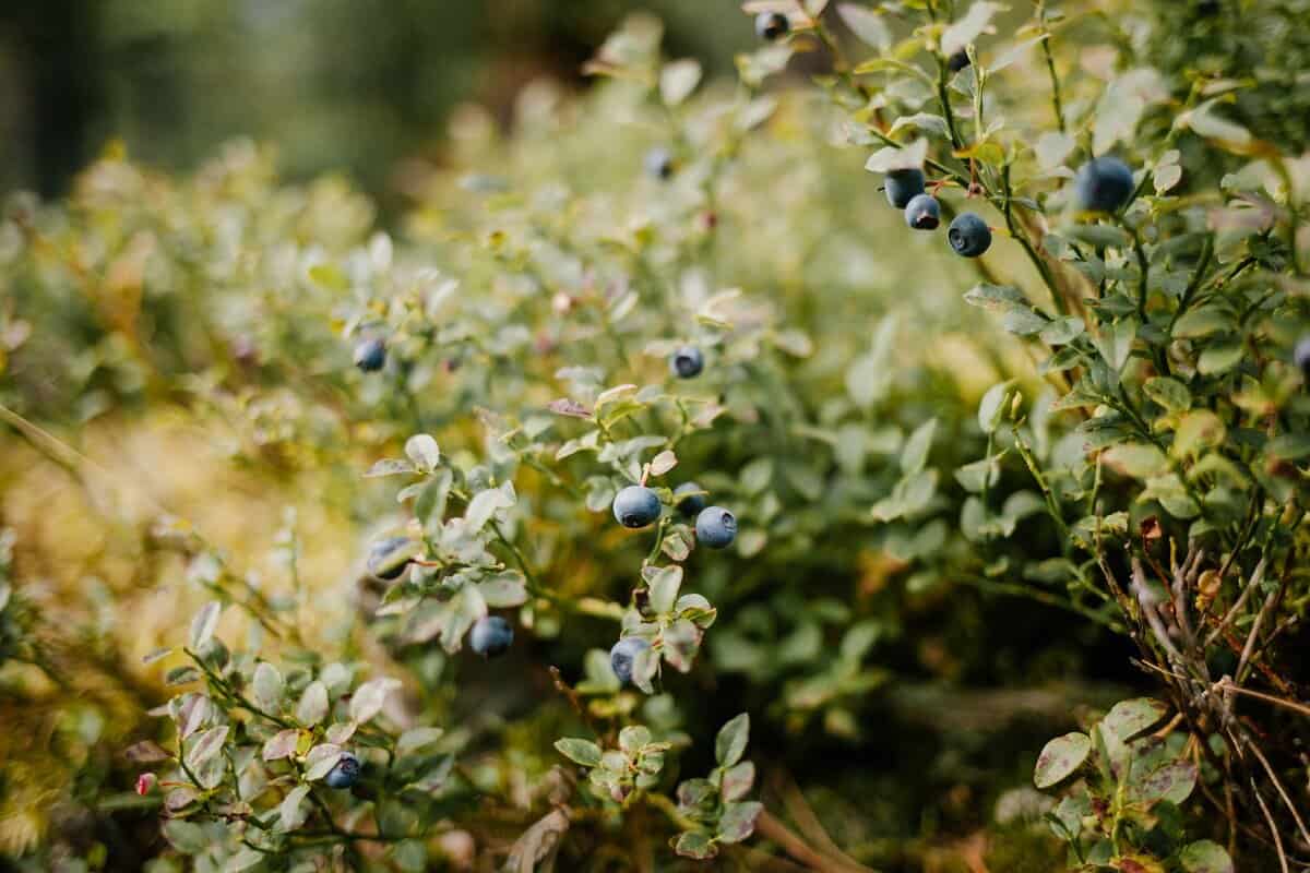 When Is The Best Time To Prune Blueberry Bushes   When Is The Best Time To Prune Blueberry Bushes 