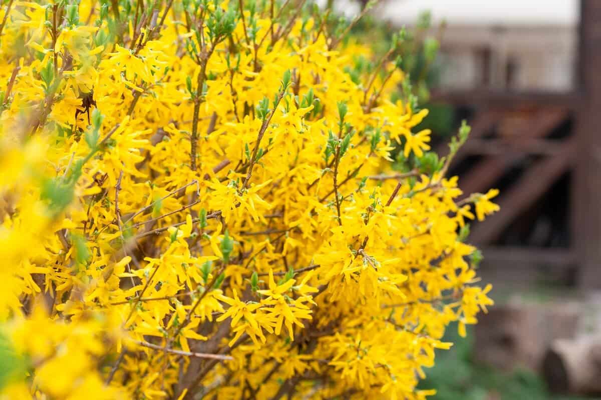 When Is The Best Time To Prune Forsythia
