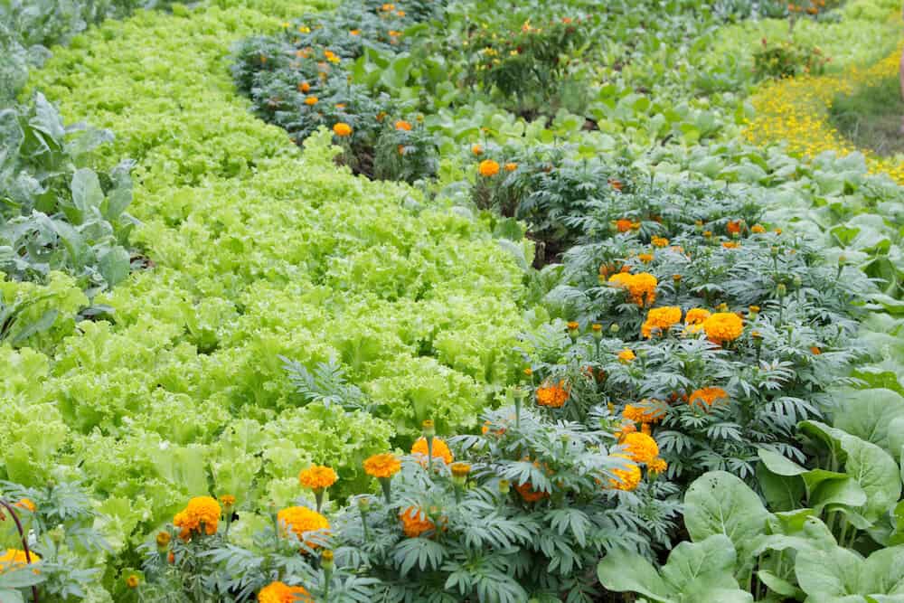 Green garden should you plant marigolds in your vegetable garden