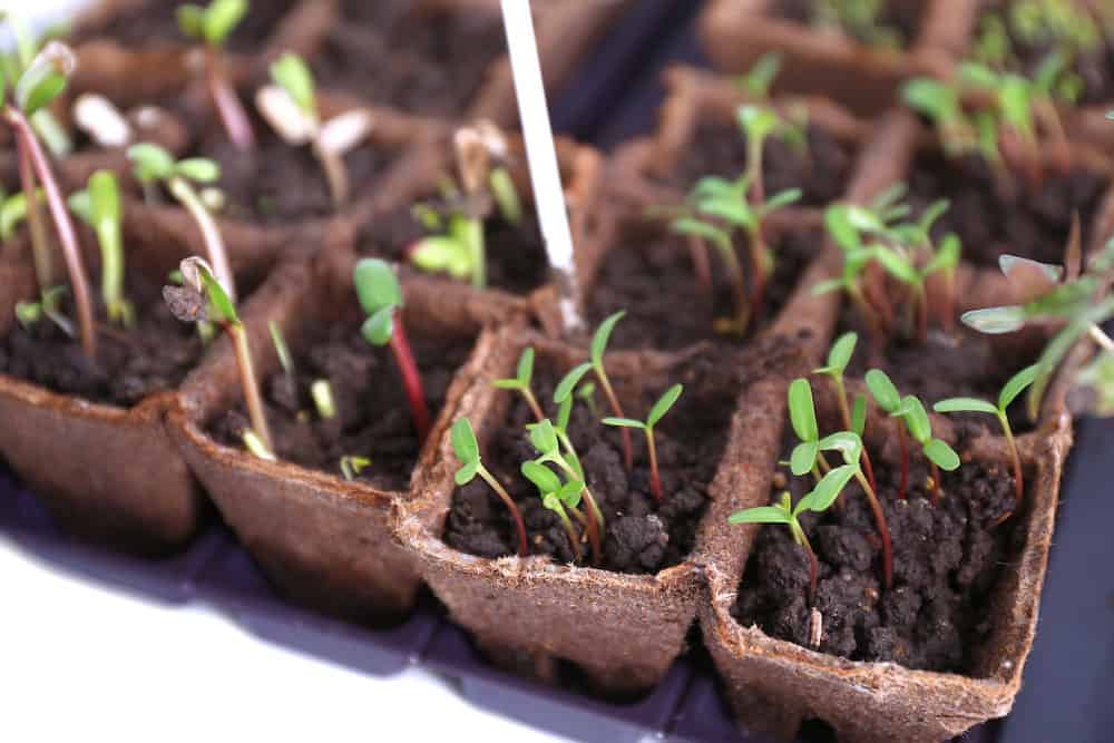 Young seedlings in tray on window sill why is it safe to use cardboard in vegetable garden